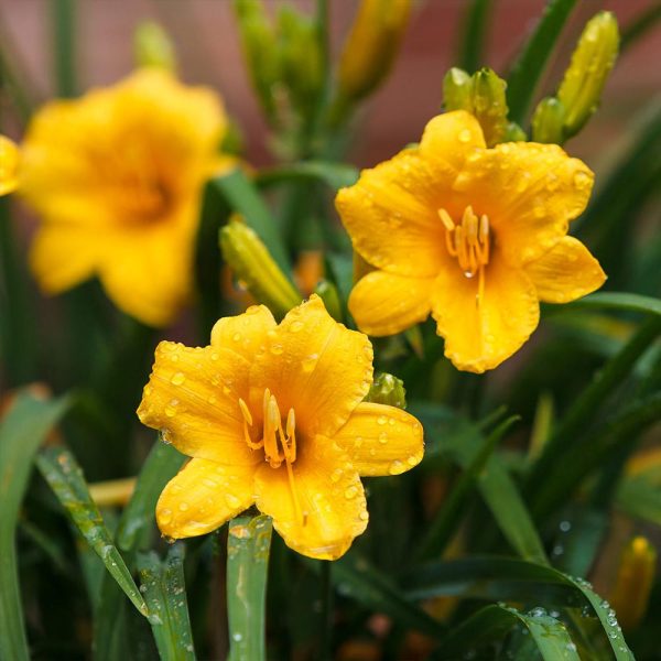 Stella D Oro Daylily Plant Online Hot Sale