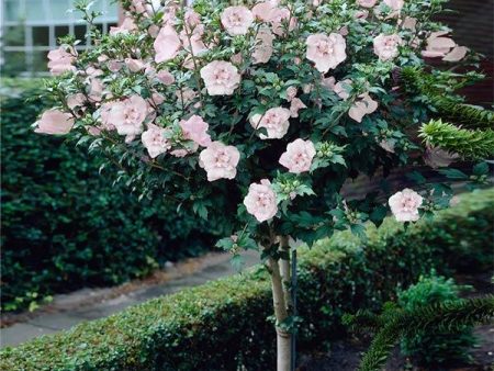 Pink Rose of Sharon Althea Tree Fashion