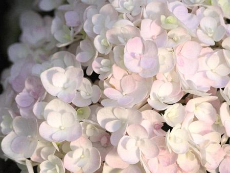 Blushing Bride® Hydrangea Shrub For Cheap