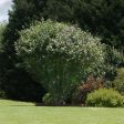 Ardens Rose of Sharon Althea Shrub Hot on Sale