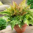 Brilliance Autumn Fern Plant For Cheap