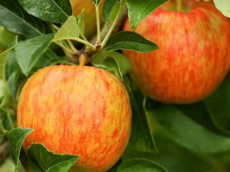 Honeycrisp™ Apple Tree For Cheap