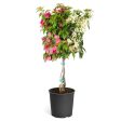 Bi-Color Bougainvillea Tree Online