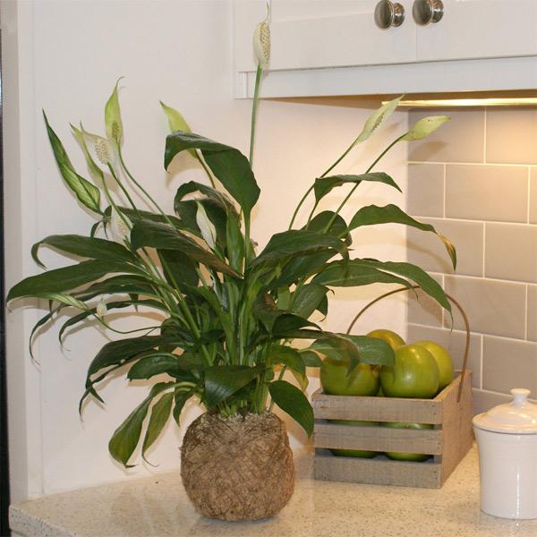 Kokedama Peace Lily Plant Fashion