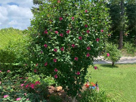 Red Rose of Sharon Althea Tree Hot on Sale