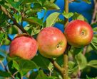 Gala Apple Tree Discount