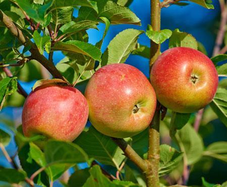 Gala Apple Tree Discount