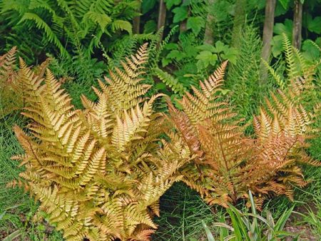 Brilliance Autumn Fern Plant For Cheap