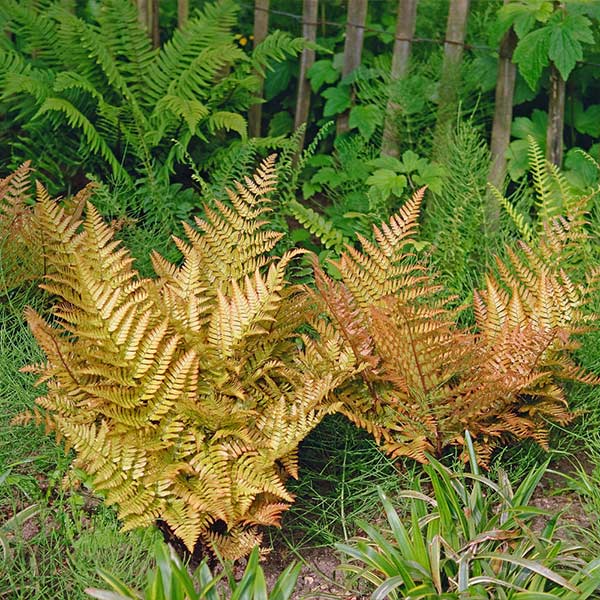 Brilliance Autumn Fern Plant For Cheap