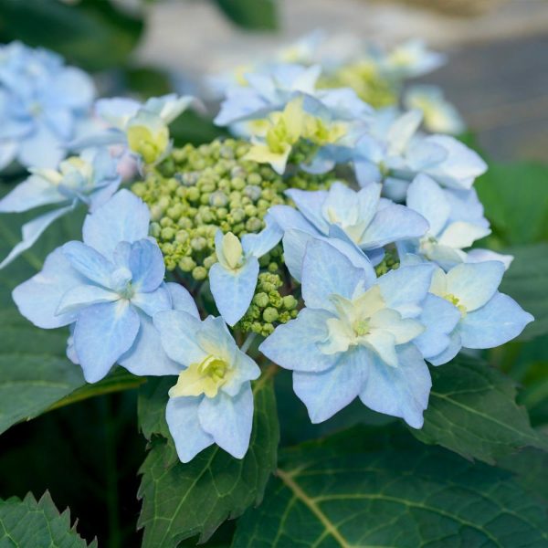 Tuff Stuff Ah-Ha® Hydrangea Shrub For Cheap