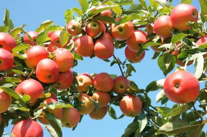 Gala Apple Tree - USDA Organic Online now