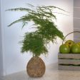 Kokedama Asparagus Fern Plant Online Sale