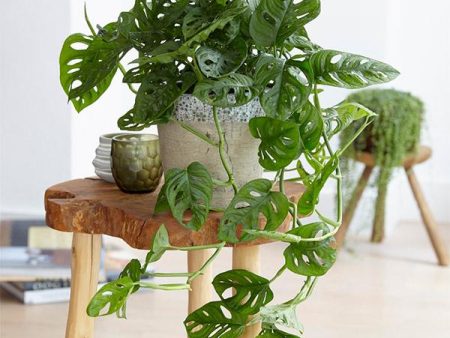 Monstera Adansonii For Discount