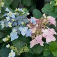 Tuff Stuff Ah-Ha® Hydrangea Shrub For Cheap