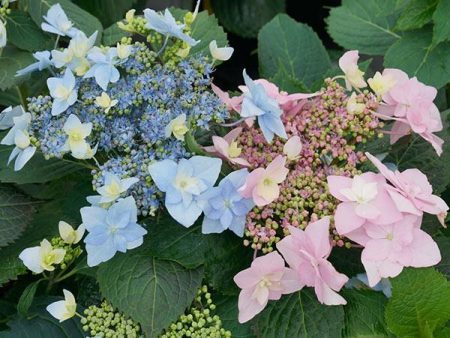 Tuff Stuff Ah-Ha® Hydrangea Shrub For Cheap