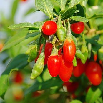 Goji Berry - USDA Organic Supply