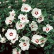 Red Heart Rose of Sharon Althea Shrub Hot on Sale