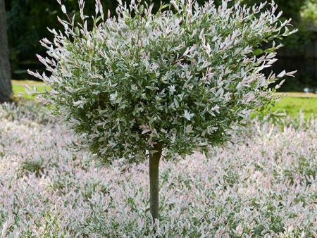 Tri-Color Willow Tree Online