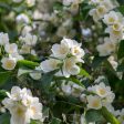 Sweet Mock Orange Shrub Discount