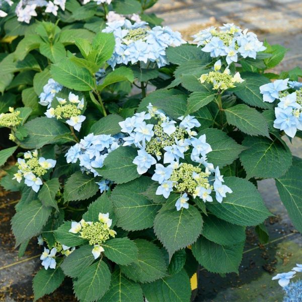 Tuff Stuff Ah-Ha® Hydrangea Shrub For Cheap