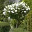 White Rose of Sharon Althea Tree Online Sale